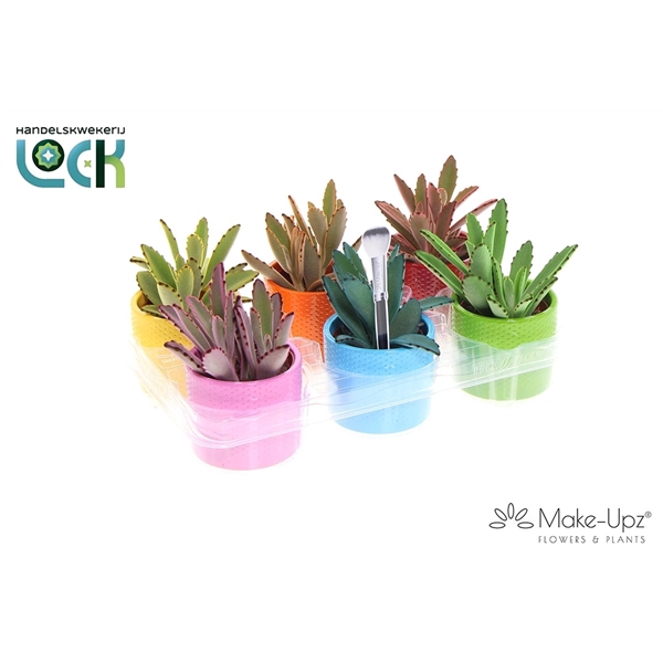 <h4>Kalanchoe Tomentosa Make Upz in keramiek</h4>