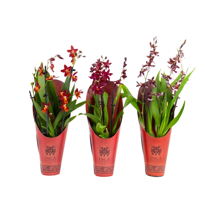 <h4>Inca Cambria Red Beauty mix 3+ spike 9cm in luxury cover</h4>