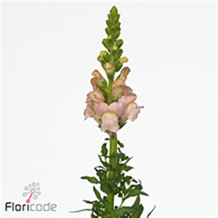 <h4>Antir Avignon Pink</h4>