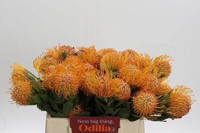 <h4>Nutans Soleil</h4>