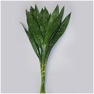 ASPIDISTRA MILKY WAY 60 CM