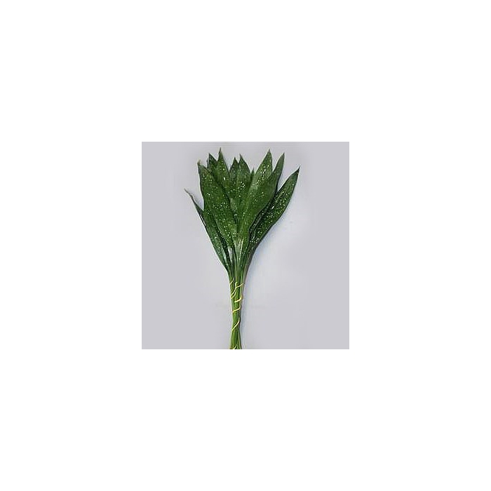 <h4>ASPIDISTRA MILKY WAY</h4>