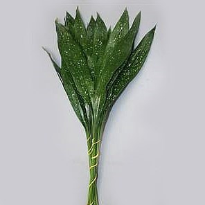 <h4>ASPIDISTRA MILKY WAY</h4>
