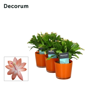 Schlumbergera - 9 cm - Glaspot Nashville orange - Decorum