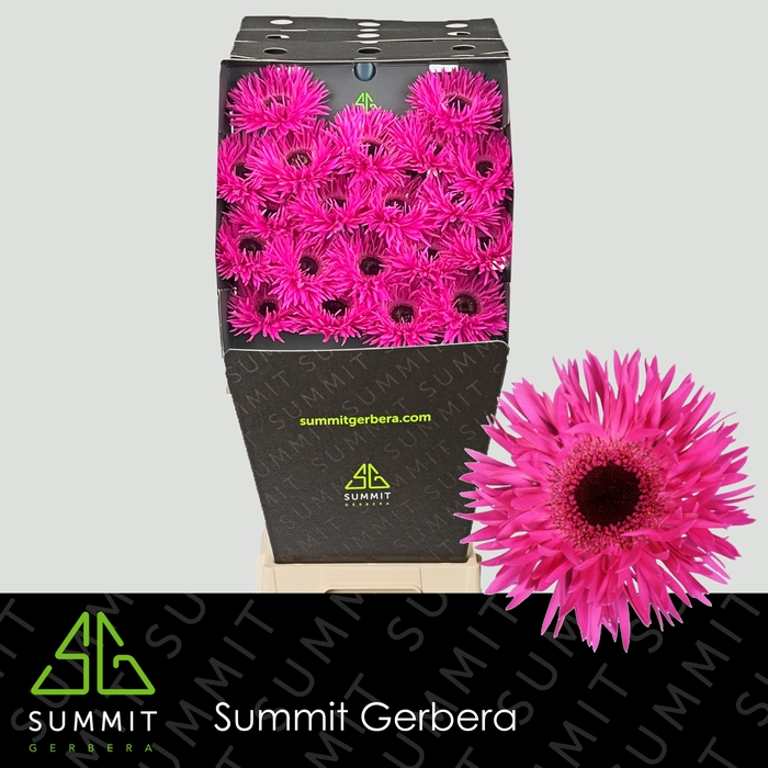 <h4>Germini Spider Punki Irma Diamond per kaart</h4>