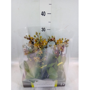 Phalaenopsis multi.   ...