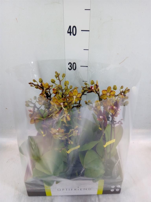 <h4>Phalaenopsis multi. ...</h4>