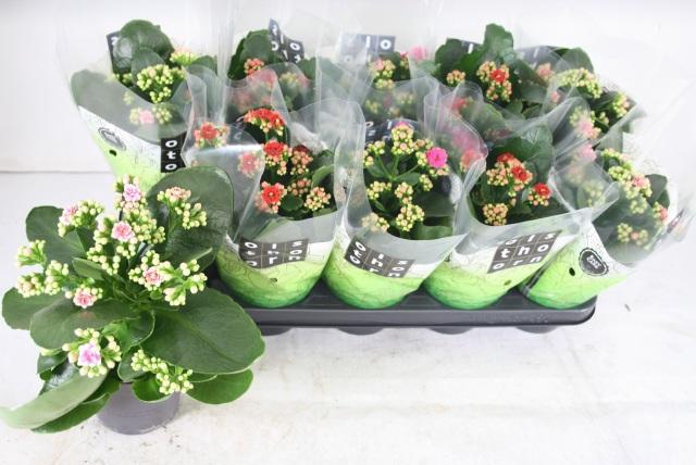 <h4>KAL GE GEM 3 KL</h4>