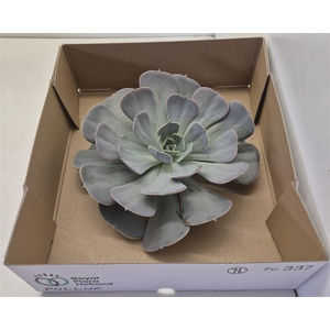 Echeveria Pollux Big