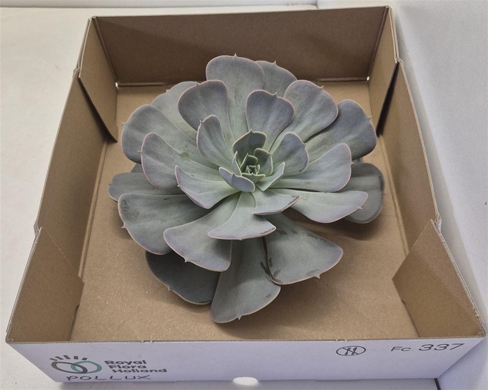 <h4>Echeveria Pollux Big</h4>