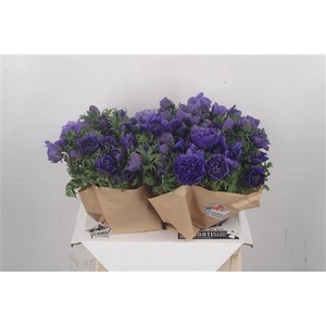 Anemone Fullstar Blue