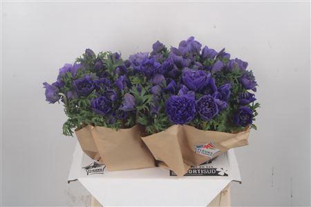 <h4>Anemone Fullstar Blue</h4>