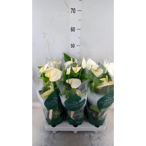 Anthurium andr. 'Samora'