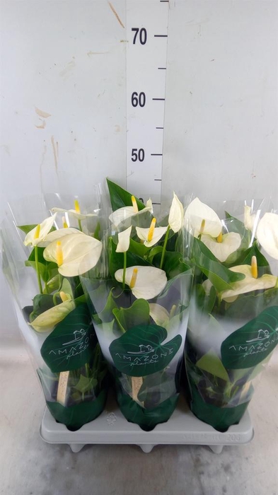 <h4>Anthurium andr. 'Samora'</h4>