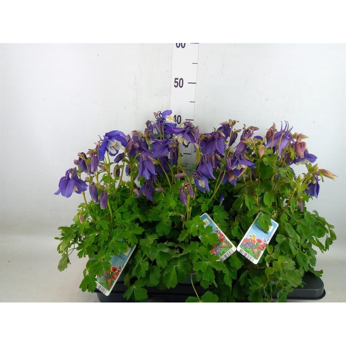 <h4>Aquilegia   ...</h4>