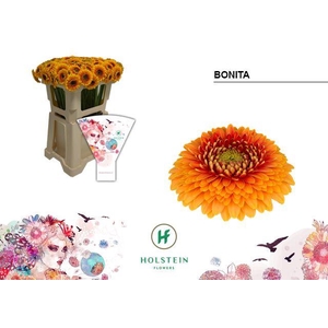 Germini Pomponi Bonita Water