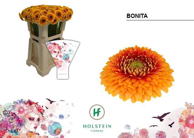 <h4>Germini Pomponi Bonita Water</h4>