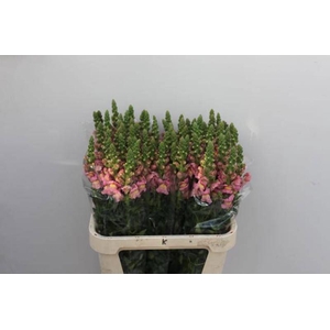 Antir Antibes Pink Verano