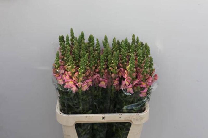 <h4>Antir Antibes Pink Verano</h4>