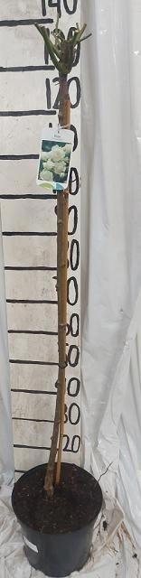 <h4>Rosa Fl Ov Wit</h4>