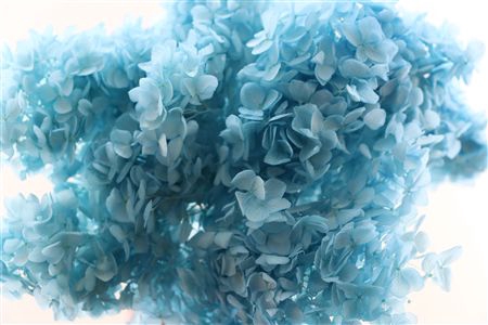 Preserved hydrangea blue light