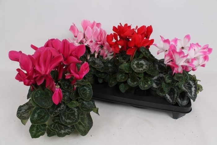 <h4>CYCL GR SUP MAMMOTH</h4>