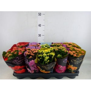 Kalanchoe blos. 'Perfecta'  ..mix 5