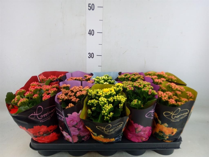 <h4>Kalanchoe blos. 'Perfecta'  ..mix 5</h4>