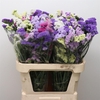 Limonium St Mix In Bunch X50