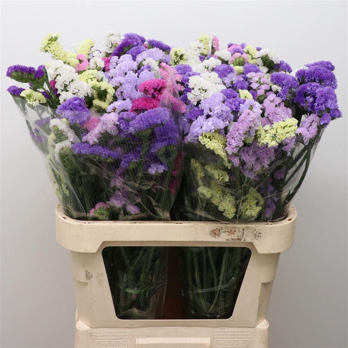 Limonium St Mix In Bunch X50