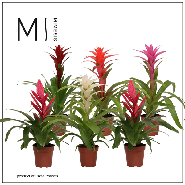 <h4>Mimesis Bromelia Sweet - 12 cm</h4>