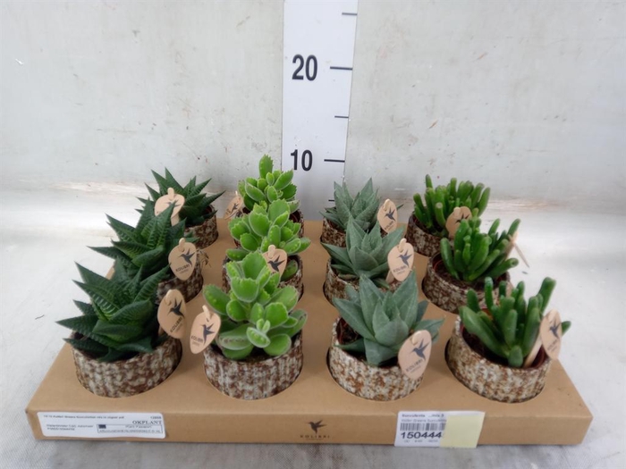 <h4>Succulents   ...mix 3</h4>