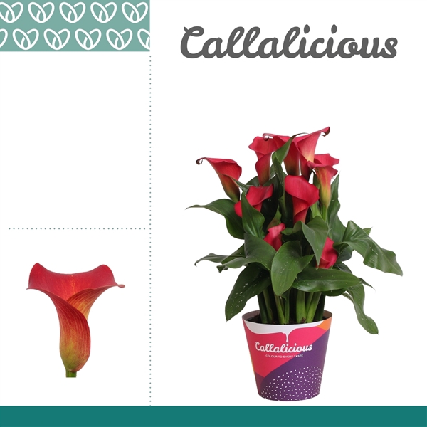 <h4>Zantedeschia Rood in Potcover</h4>
