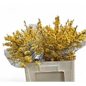 Ilex Ve Mag Citronella