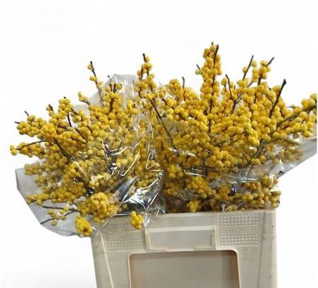 <h4>Ilex Ve Mag Citronella</h4>