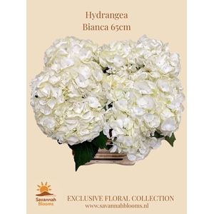 HYDR M BIANCA