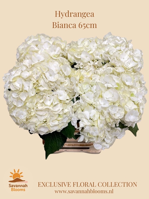 <h4>HYDR M BIANCA</h4>