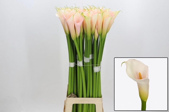 <h4>ZANT AE EYD SALMON</h4>