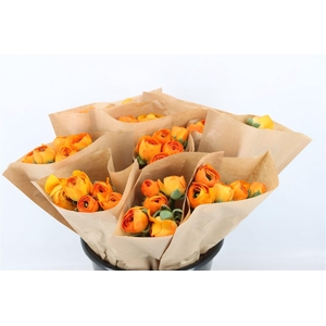 Ran Cloni Ex Lambada