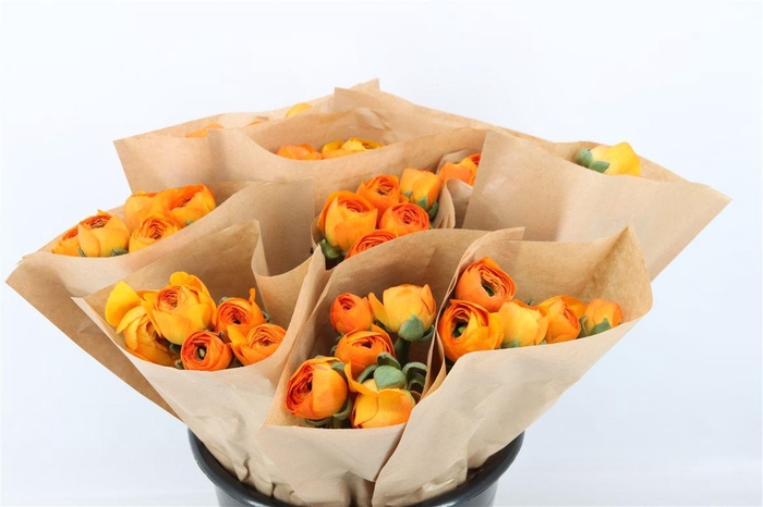 <h4>Ran Cloni Ex Lambada</h4>