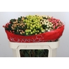 Hypericum Rainbow Romance Spray