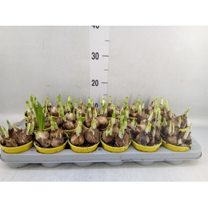 Narcissus  'Tete a tete'