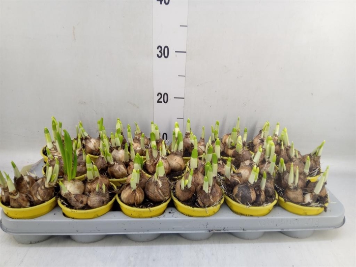 Narcissus  'Tete a tete'