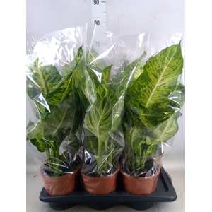 Dieffenbachia  'Mars'