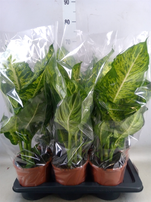 <h4>Dieffenbachia  'Mars'</h4>