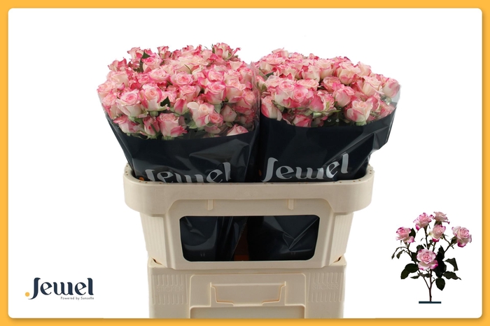 <h4>R TR REFLEX</h4>