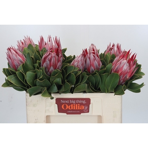 Protea Cynaroides Claire