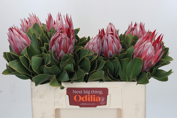 <h4>Protea Cynaroides Claire</h4>