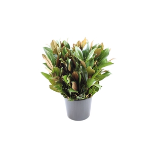 Magnoliablad