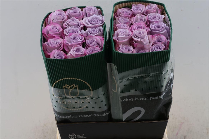 <h4>R Gr Purple Haze</h4>